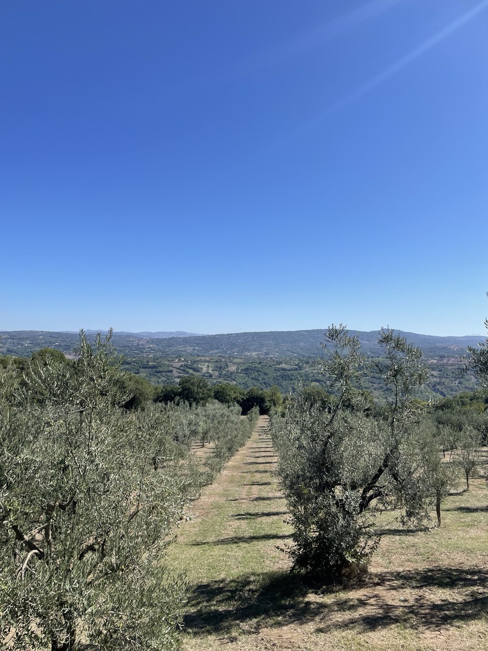 Filari di olivi e panorama sulle colline di Montemiletto