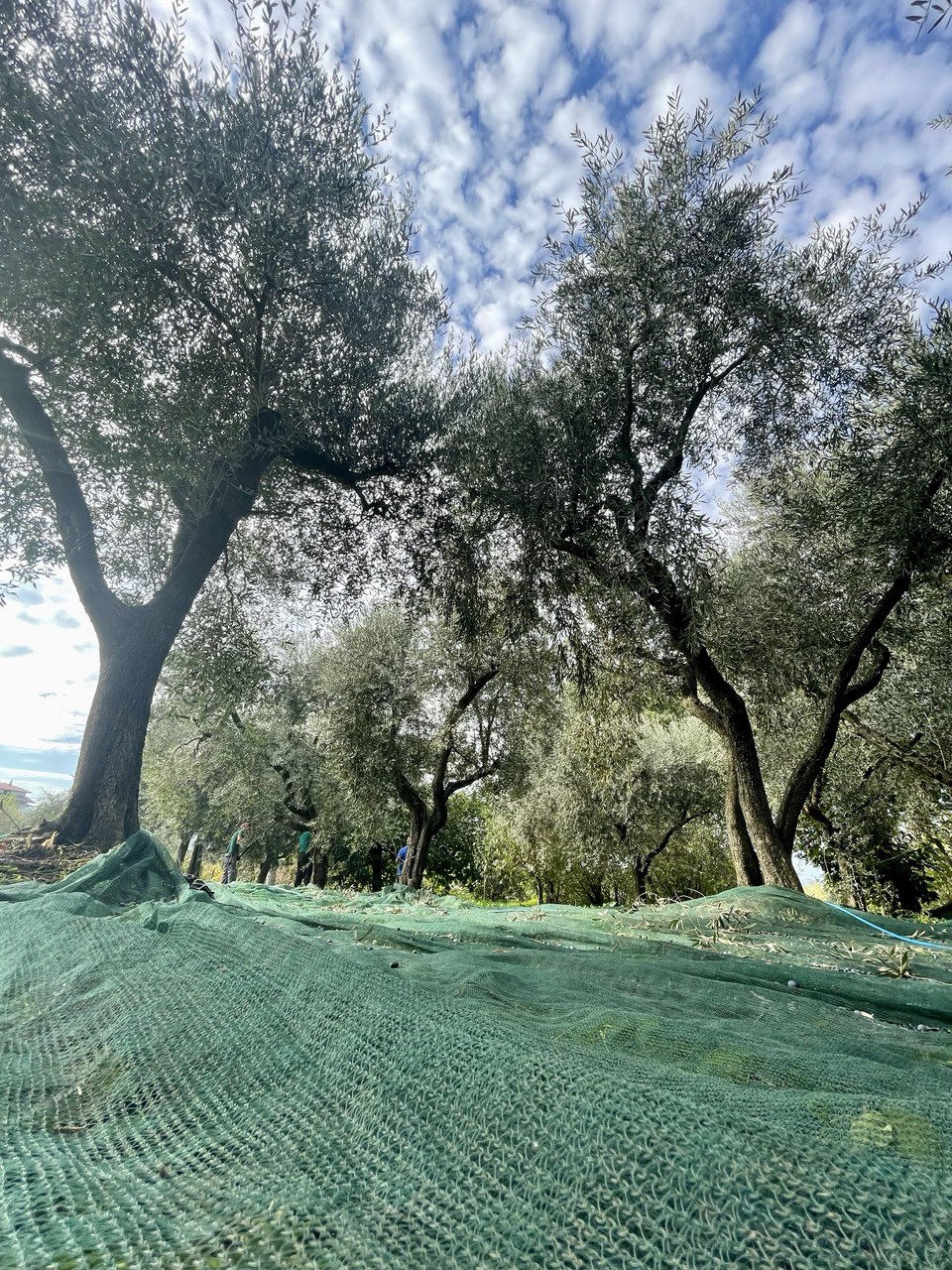 La raccolta delle olive sotto le reti negli uliveti del Frantoio Don Raffaele a Montemiletto