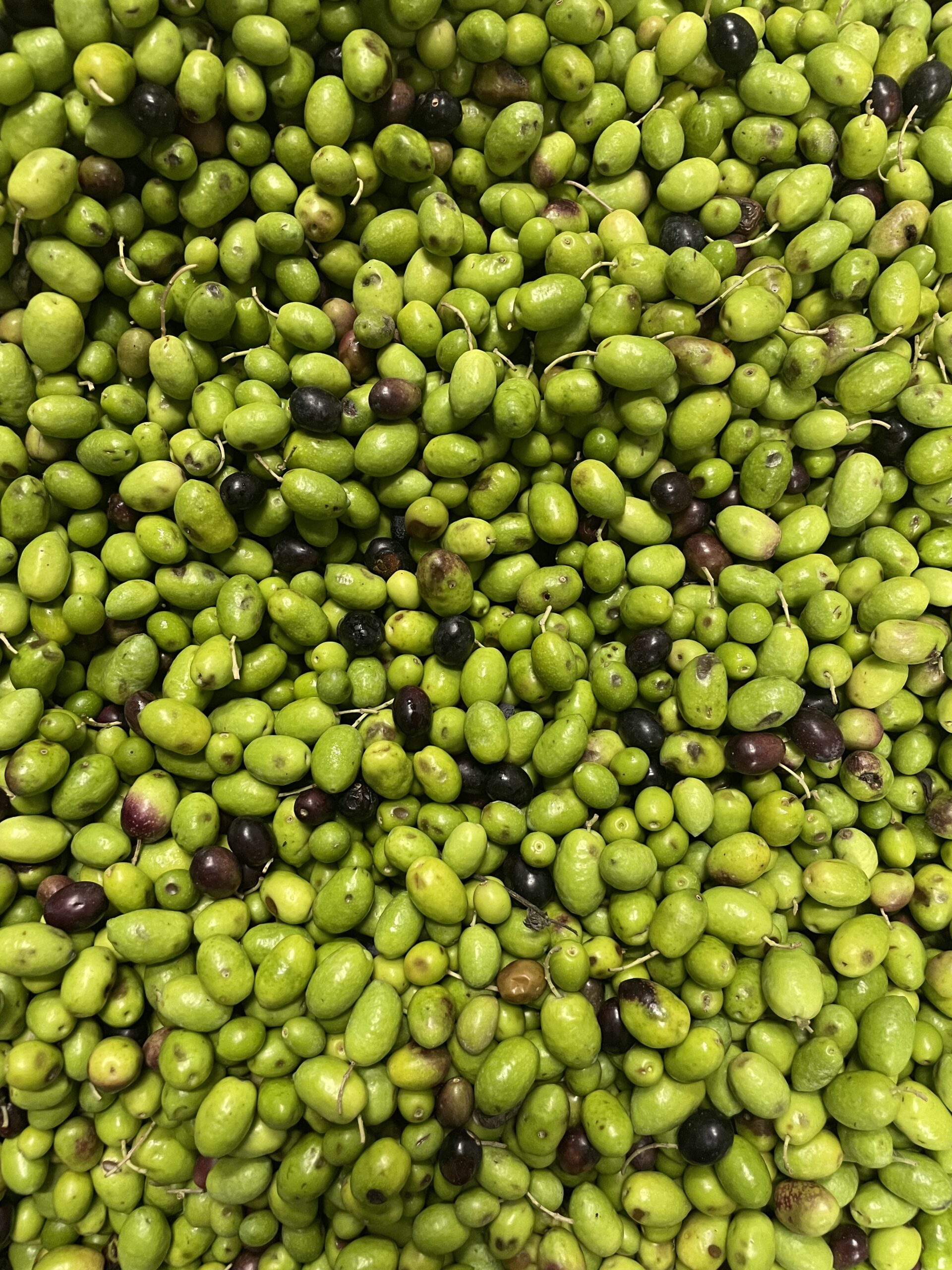 Olive Ravece appena raccolte negli uliveti del Frantoio Don Raffaele a Montemiletto