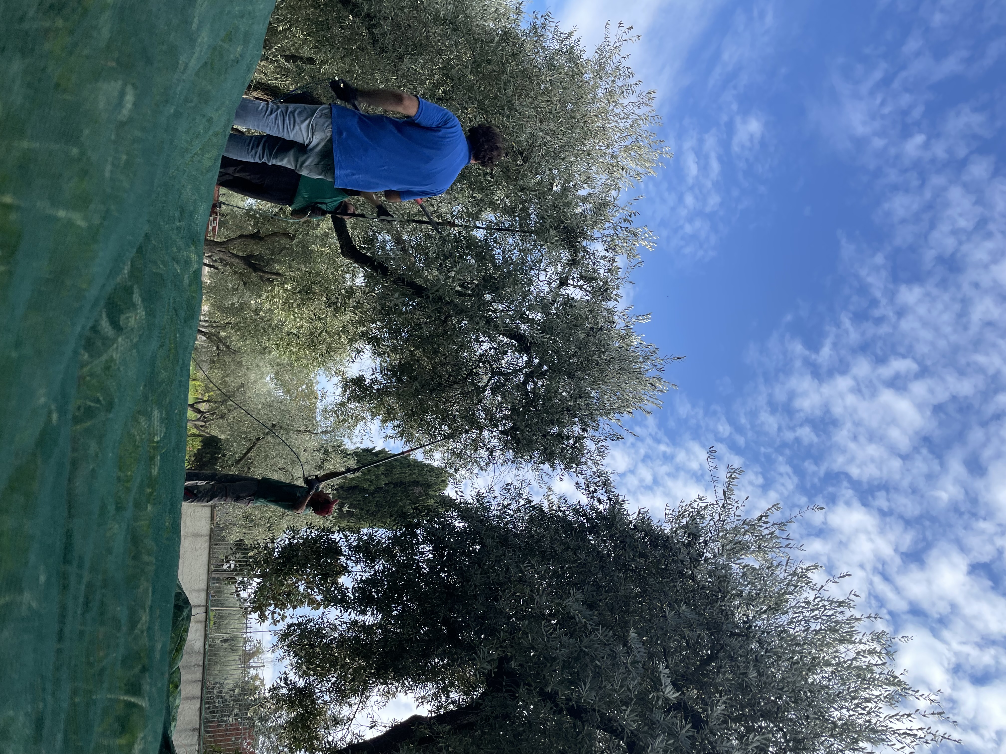 La raccolta delle olive negli uliveti del Frantoio Don Raffaele