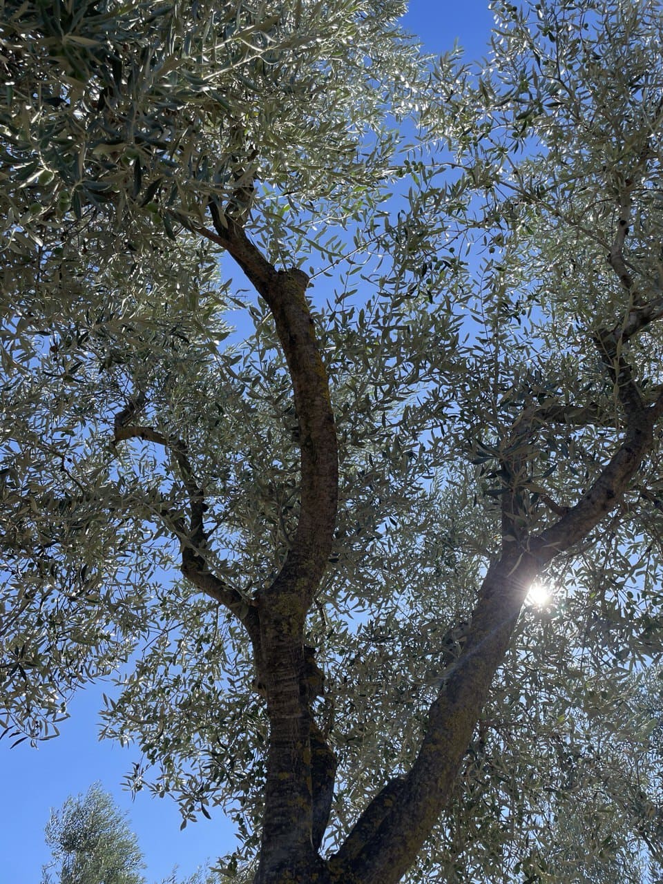 Chioma di un olivo Ravece controluce nel cielo azzurro, negli uliveti di Montemiletto